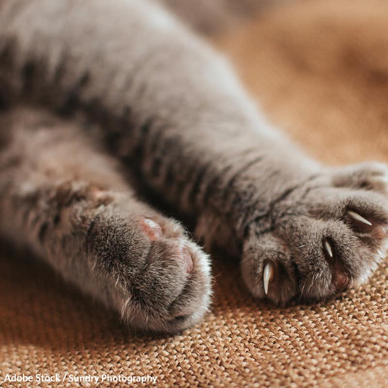 Urge the American Veterinary Medical Foundation To Change Their Policy On Declawing!