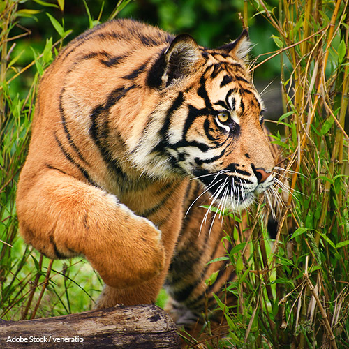 Save Sumatran Tigers From Extinction!