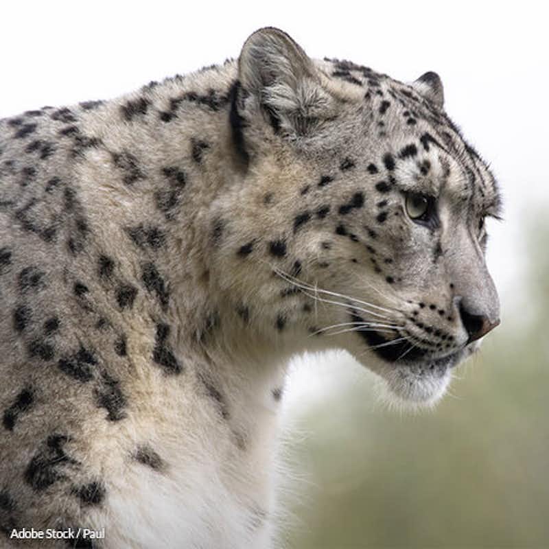 Save snow leopards from climate change by showing your support for the United Nations Framework Convention on Climate Change!