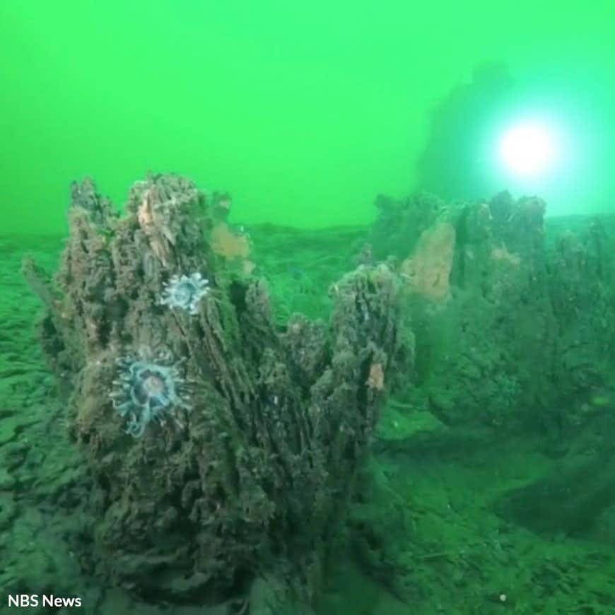 Protect a 60,000-Year-Old Underwater Forest