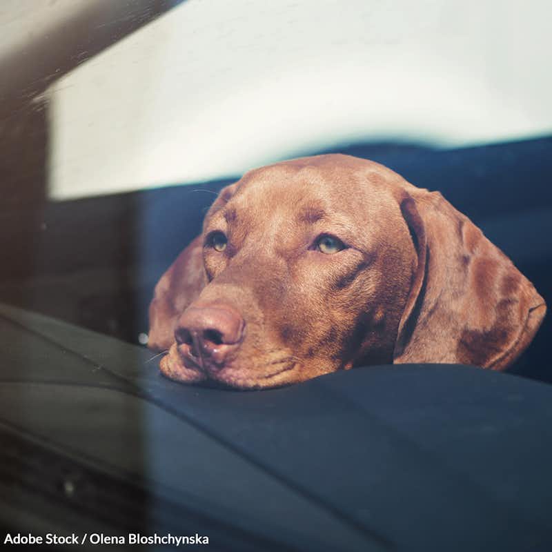 Urge the USDA to amend the Animal Welfare Act, allowing concerned bystanders to rescue endangered pets from locked cars.