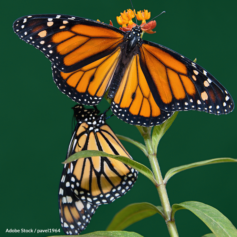 Save the Monarch Butterfly from Extinction
