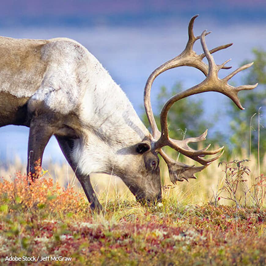 Protect Endangered Woodland Caribou In North America