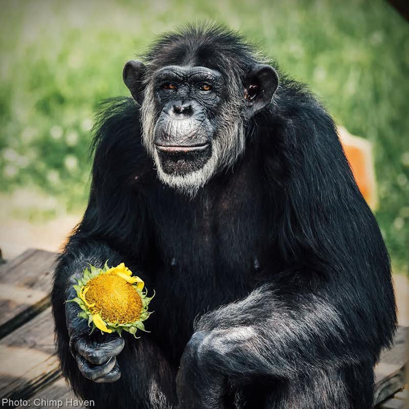 Help bring more than 50 former research chimps home to sanctuary at Chimp Haven!