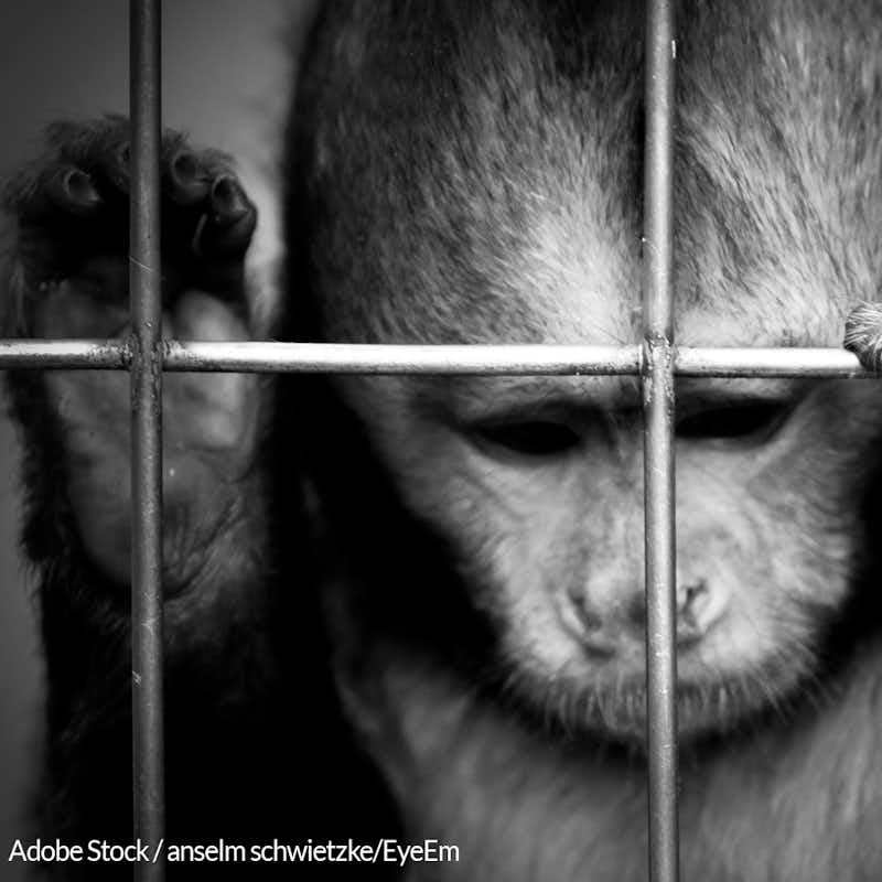 The Wisconsin National Primate Research Center is using federal money to torture monkeys from the moment they are born.