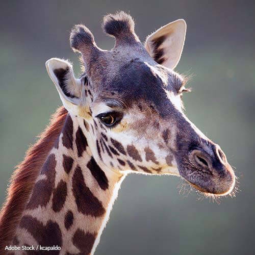 Save Giraffes from Extinction by Putting a Stop to Trophy Hunting!