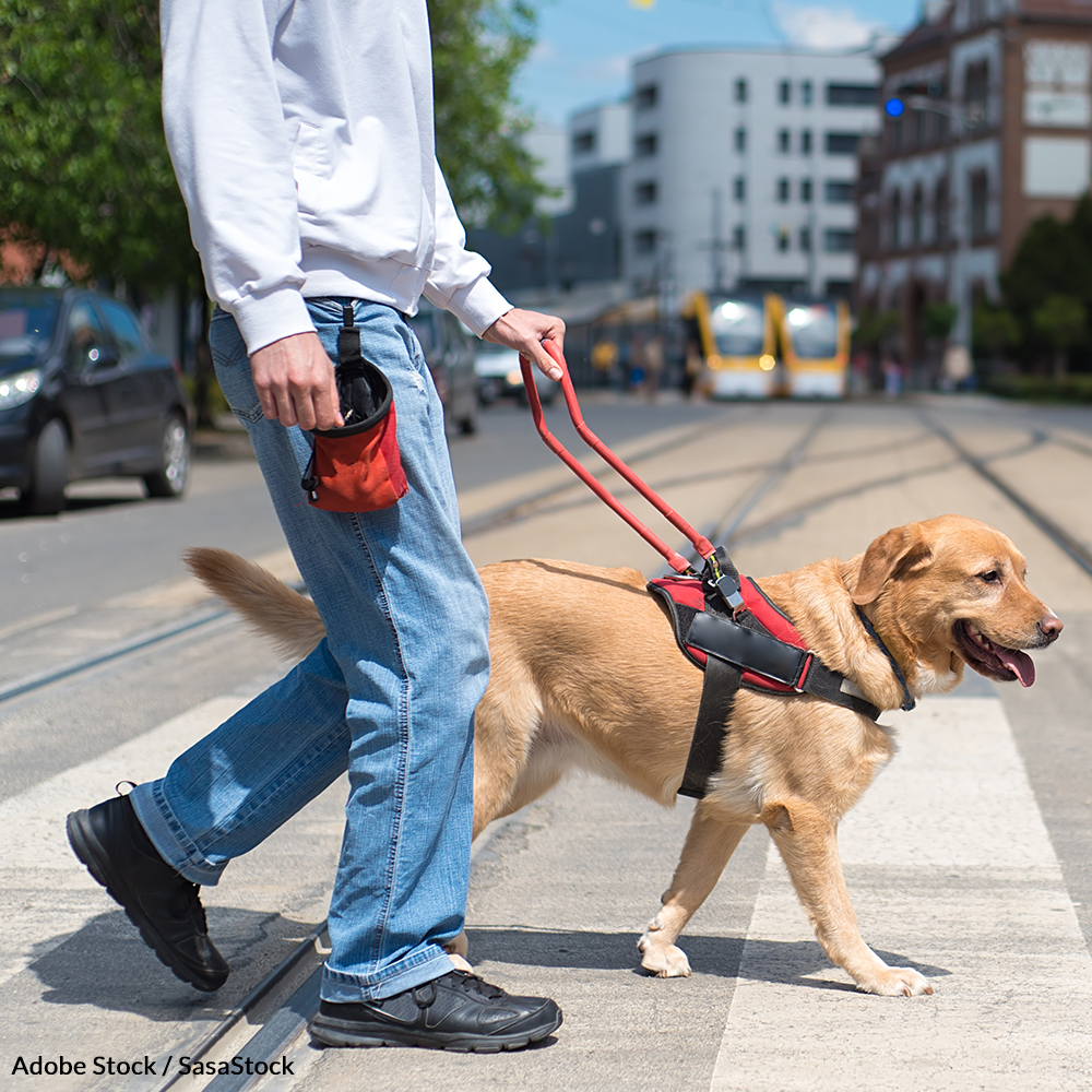Pledge To Honor The Work Of Guide Dogs