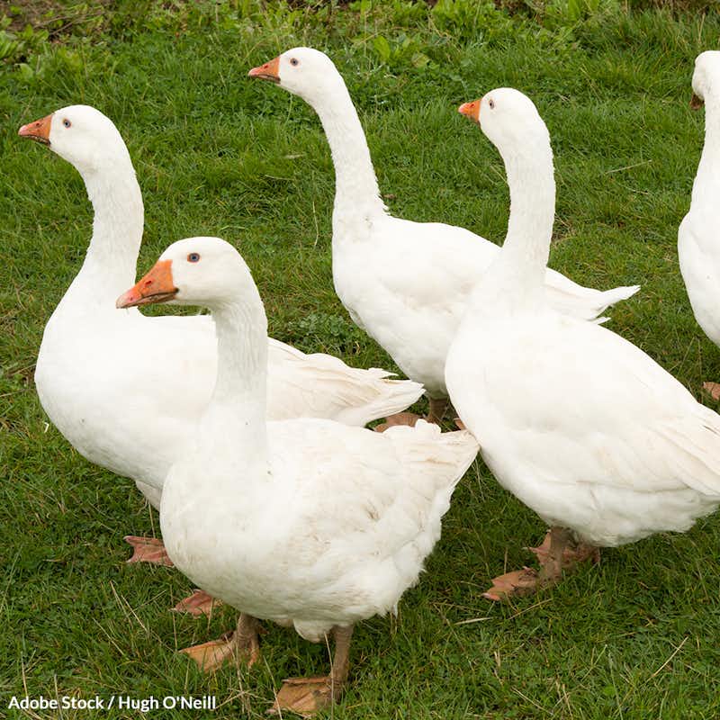 Ban foie gras in the United Stated and protect ducks and geese from being force fed until they die