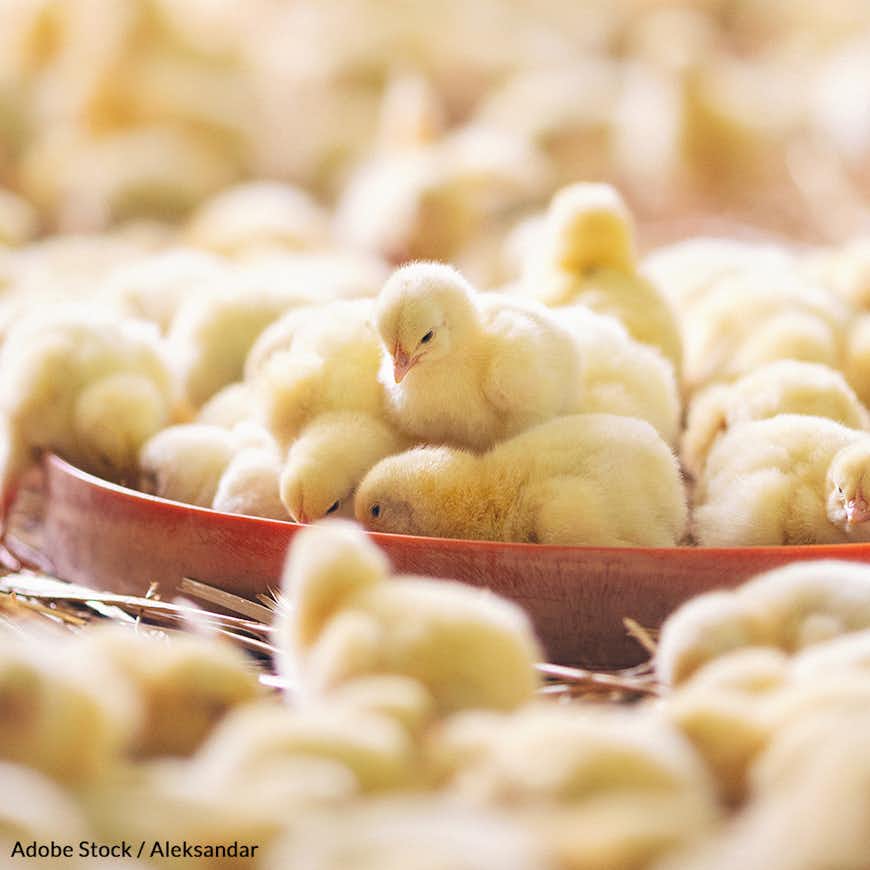 Save Millions Of Chicks From A Needless Death