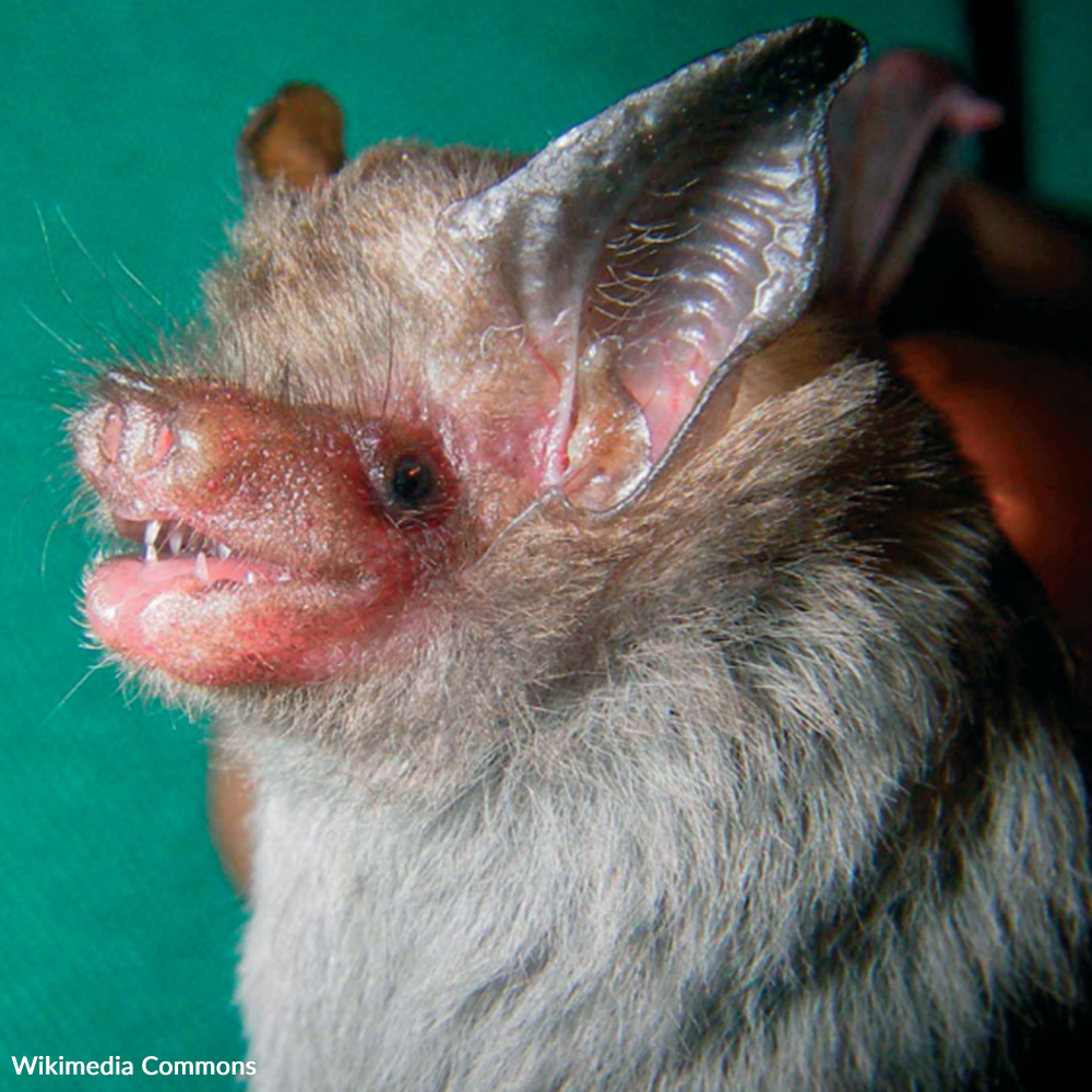 The smallest bat in the world is at high risk because of human activity. Take a stand and save this species from extinction!