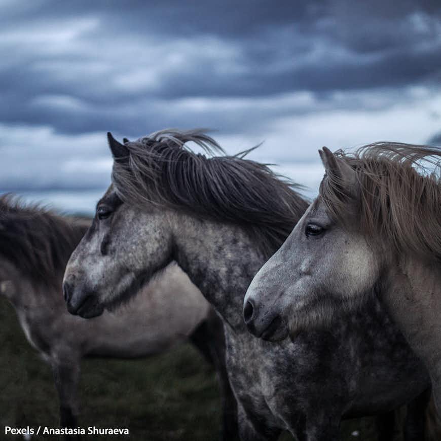 Save Wild Horses From Horrific Roundups!