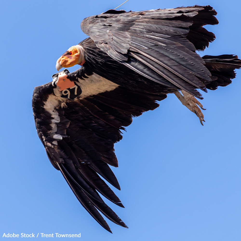 Save the California Condor from Lead Poisoning | Take Action @ The ...