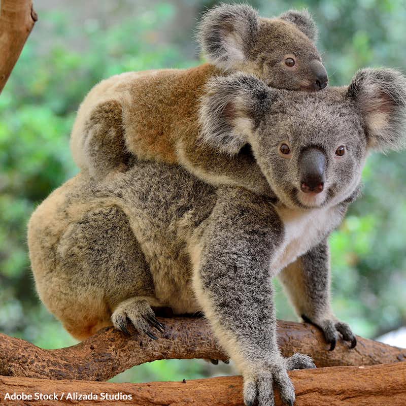 Koalas are being wiped out by habitat loss and disease. Tell Australia to take action and save koalas from extinction!