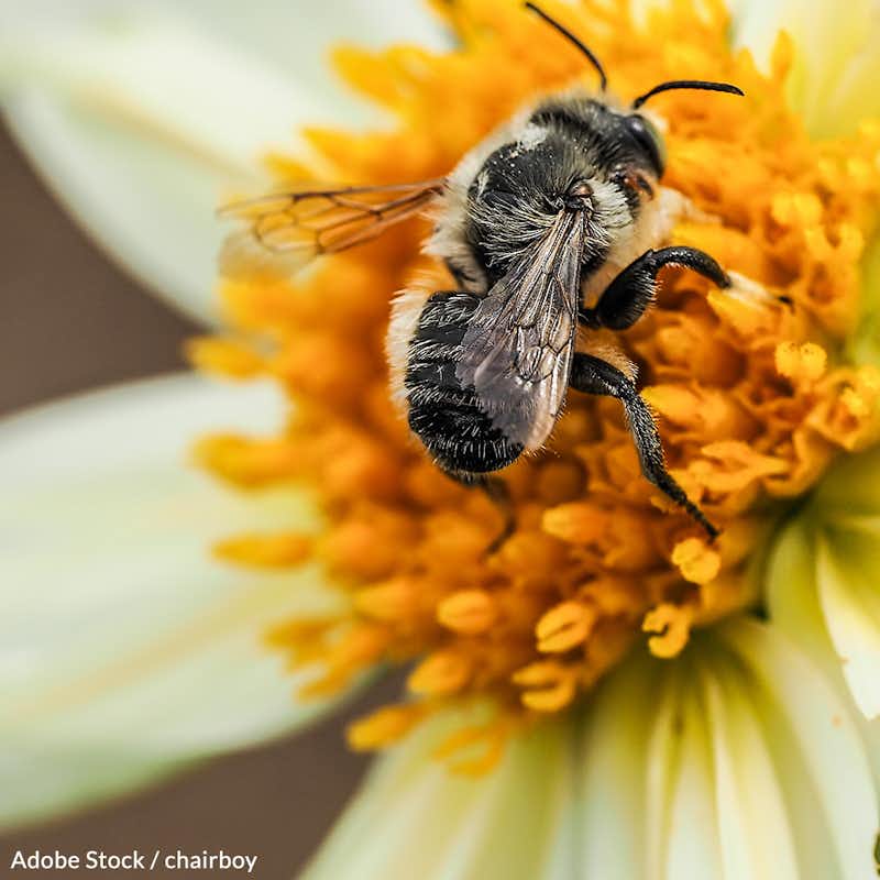 Honeybee populations are in danger because they are ingesting a harmful pesticide called clothianidin. Take action for the bees!