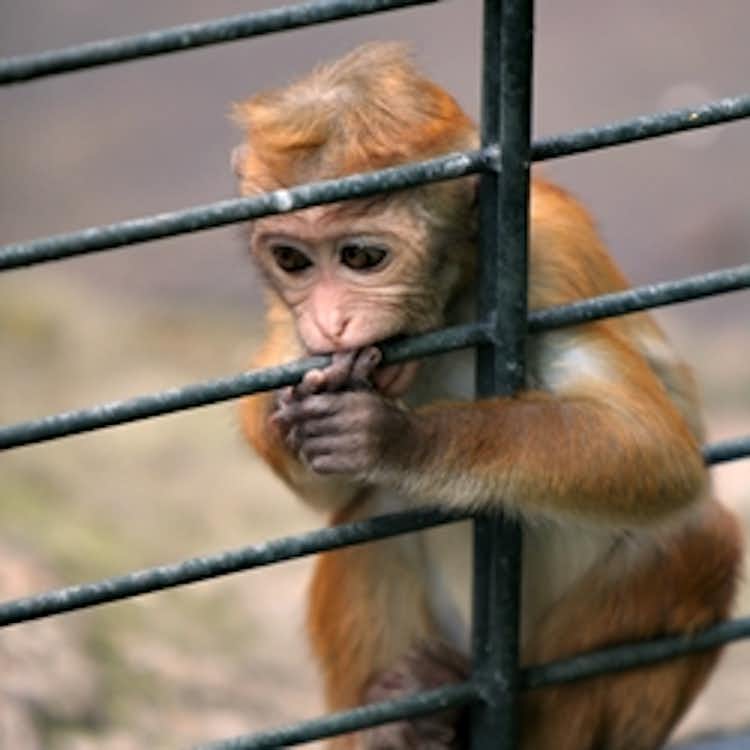 Testing Nicotine on Animals is Wrong! Stop the Experiments!