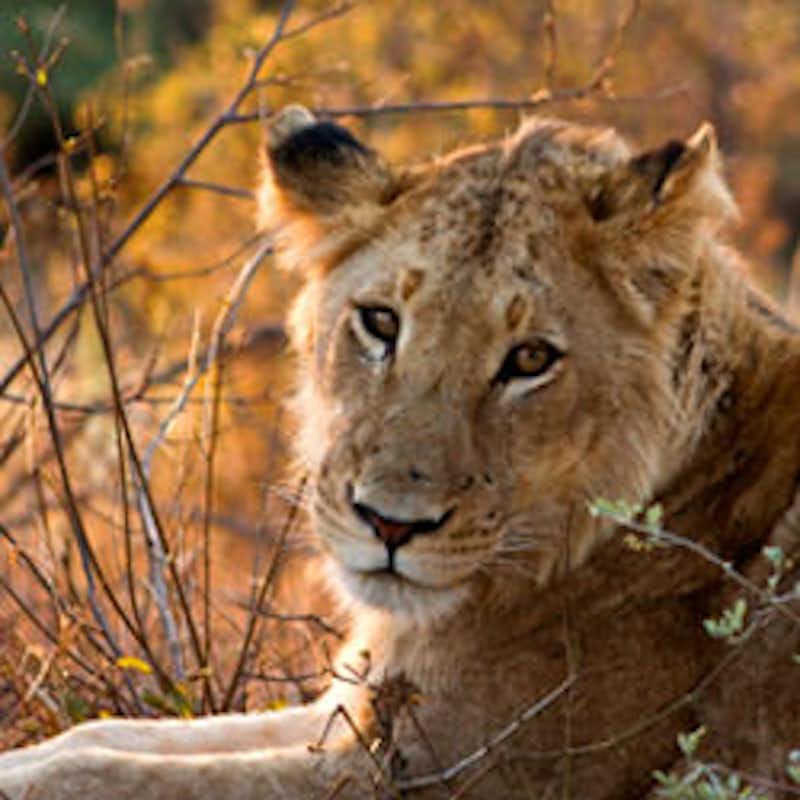 Lions are being trapped and bred for trophy hunting in South Africa. Stop the savagery!