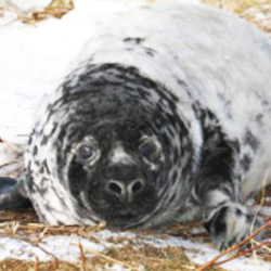 220,000 of Canada's Sable Island seals could be slaughtered this year.