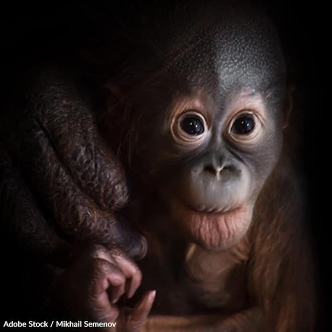 Protect The Critically Endangered Orangutan
