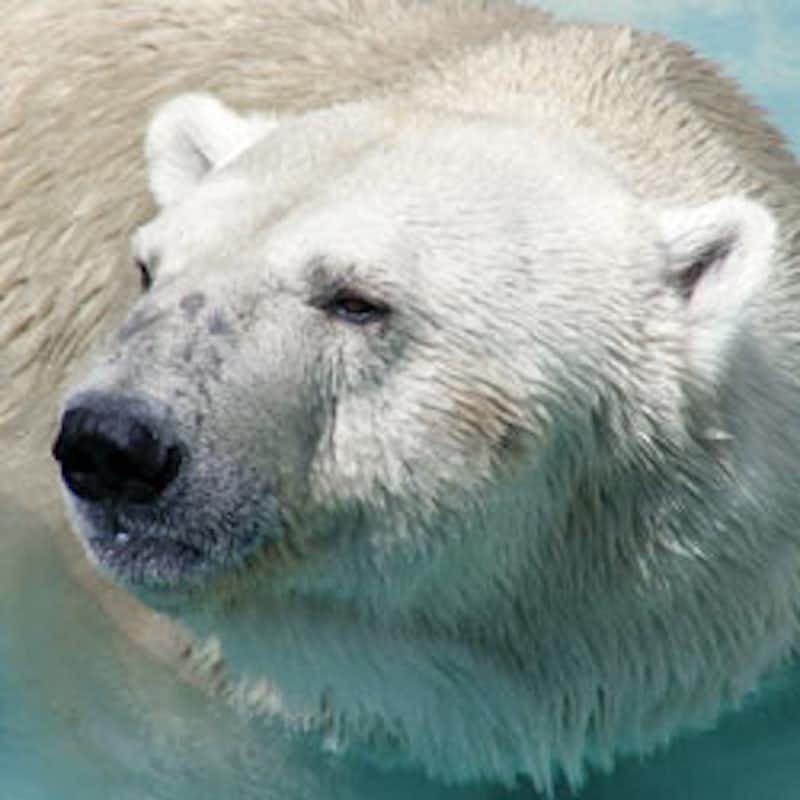 Global warming continues to threaten polar bears, their habitat, and their feeding grounds. Take action now!