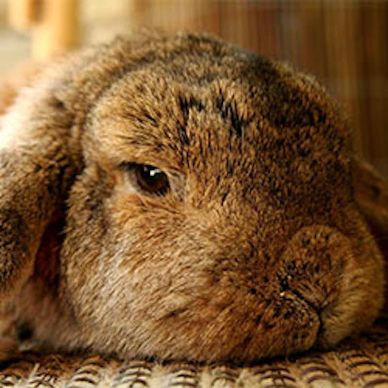 Tell Giorgio Armani to stop allowing innocent rabbits to be slaughtered for their fur.