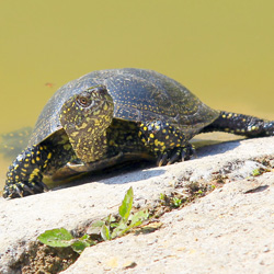 Small turtles seem like great pets, but they carry the dangerous bacteria salmonella. Don't risk your family's health.