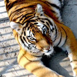 Loopholes in current regulations are fueling the illegal tiger trade and contributing to tiger extinction. Take action!