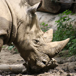 Tell the South African government to crack down on illegal rhino poaching.
