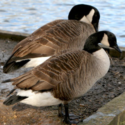 Thousands of geese are being captured and exterminated in New York City. Take action!