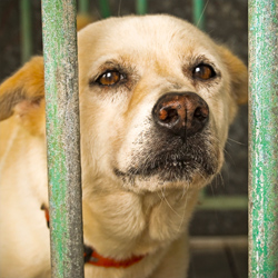Gas chamber euthanasia is a barbaric practice that's still legal in most states. Take action now!