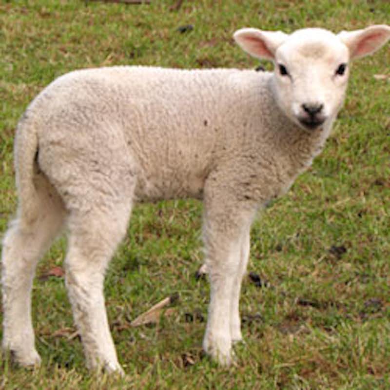 Farmers in Australia are torturing lambs by cutting off parts of their skin to rid them of pests. But there are alternatives.