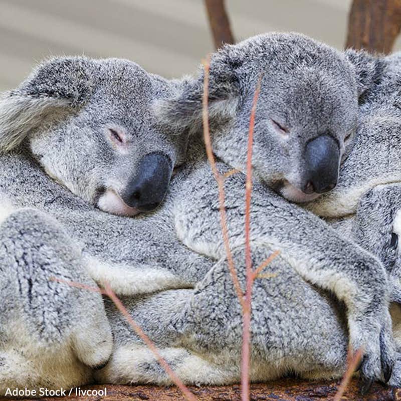 Koalas in Australia suffer from a severe chlamydia epidemic. Take action!