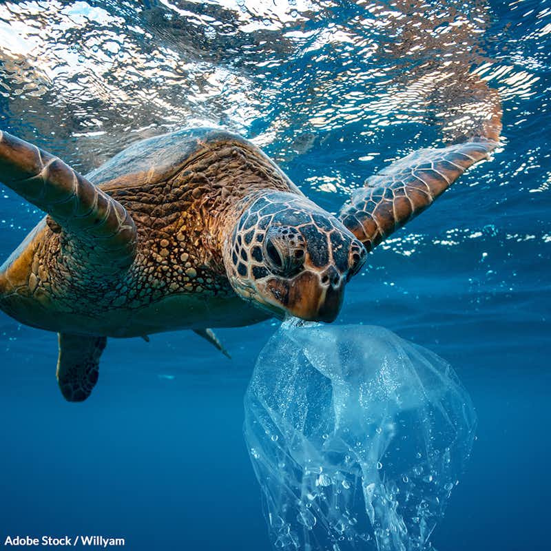 Everyone needs to play a part in cleaning up our oceans and saving marine wildlife. Sign the pledge!
