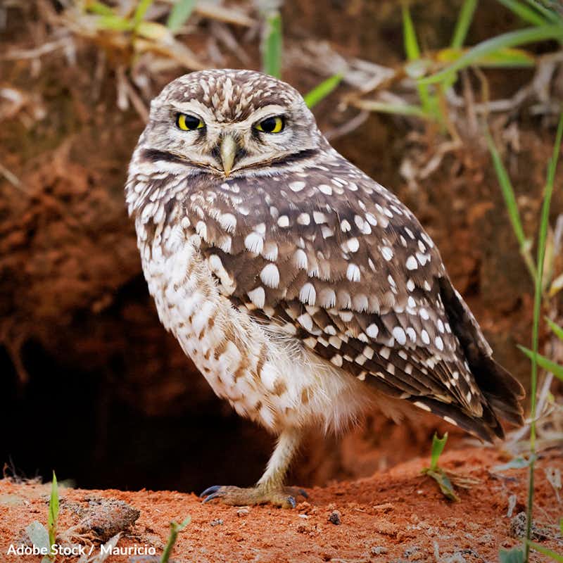 Migratory Burrowing Owl populations have declined almost 95% over the course of 30 years. This species needs our help!