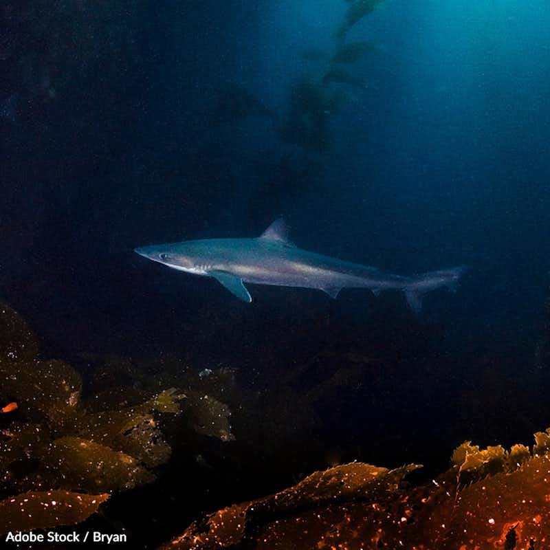 Support the National Marine Fisheries Service's decision to classify the tope shark as endangered and protect its critical marine habitat!