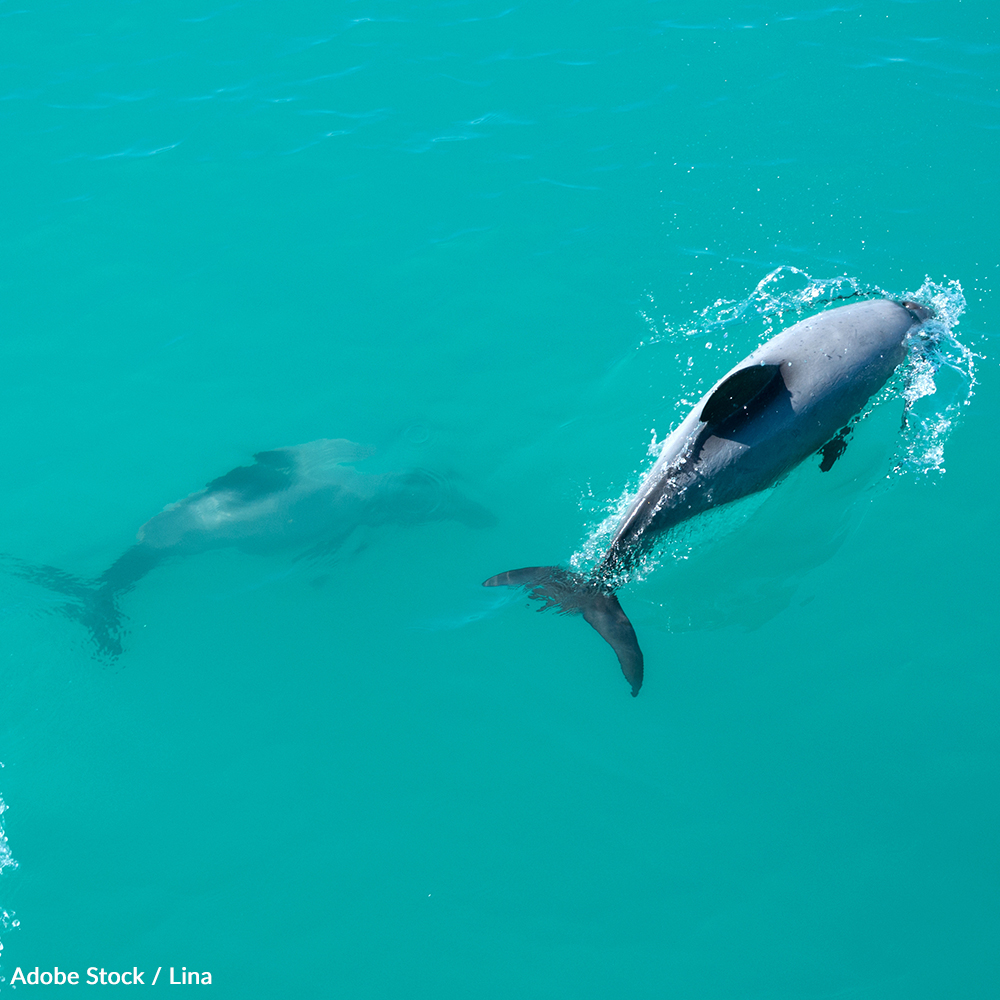 Save New Zealand's Dolphins from Extinction