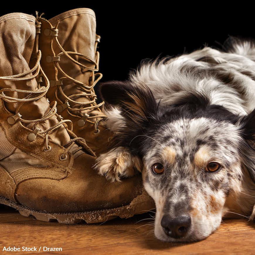 Tell the Military To Cover Pet Transportation Costs