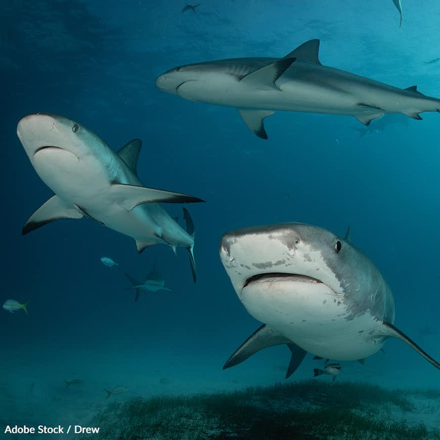 Take the Safe Shark Waters Pledge