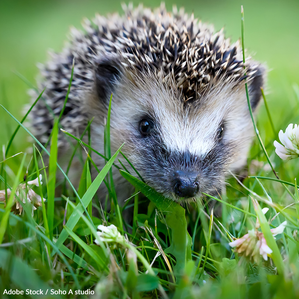 Housing developments are destroying hedgehog habitat in the UK, where this species is supposed to be protected. Take action!