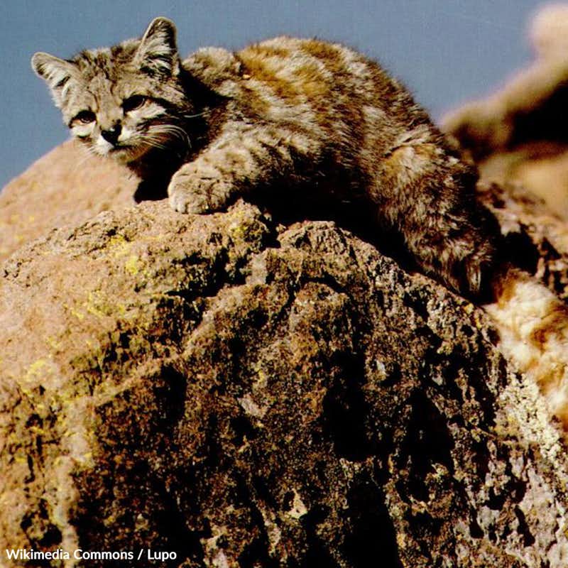 Don't let environmental destruction, habitat loss and fragmentation caused by extensive mining and fracking drive the Andean cat extinct. Take action!
