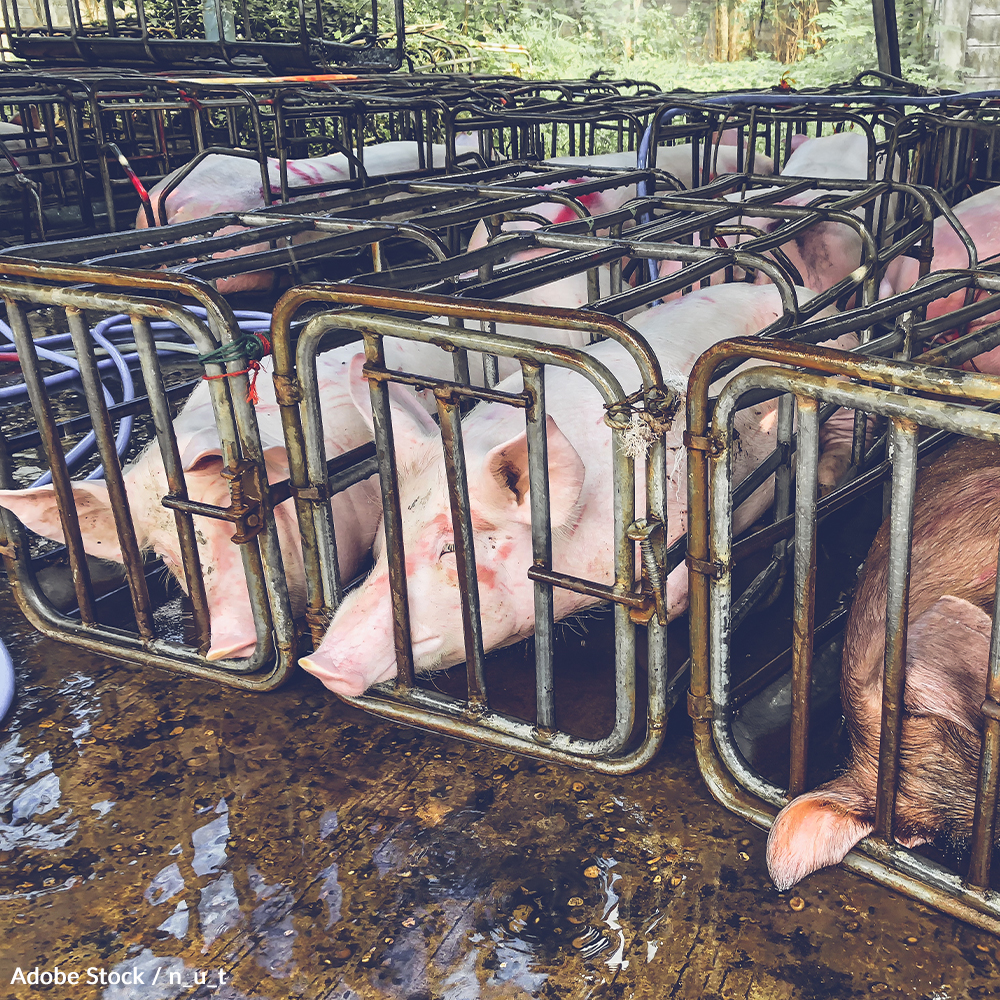 Protect Farm Animals During Disaster | Take Action @ The Animal Rescue Site