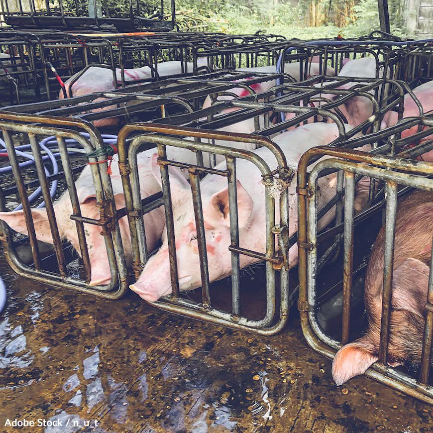 Stop Disasters From Claiming Millions of Forgotten Farm Animals