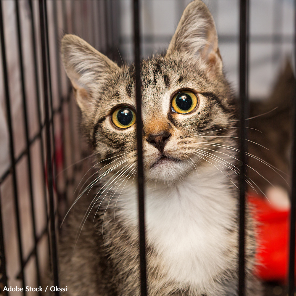 Shelter cats are more likely to be passed over for adoption because they feel uncomfortable. Pledge to comfort shelter cats!