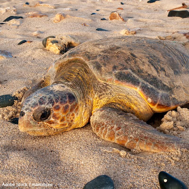 Loggerhead turtle populations are dropping fast. There may be little hope for the species if it is not soon reclassified as Endangered. Help us support this proposed change!