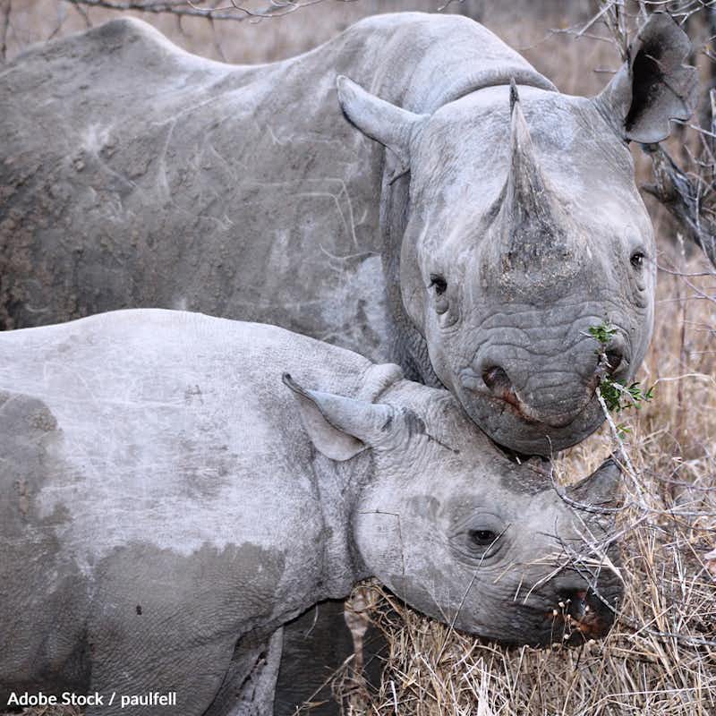 The black rhino is facing extinction. Help us halt deforestation, protect critical habitat, and put a stop to poaching!