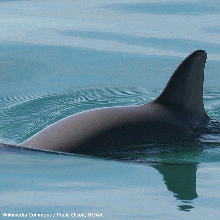 Save the World's Most Endangered Porpoise