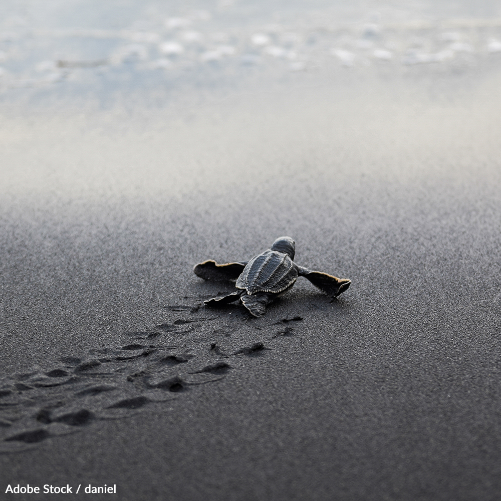 Save the Leatherback: Pledge to Protect these Endangered Turtles | Take ...