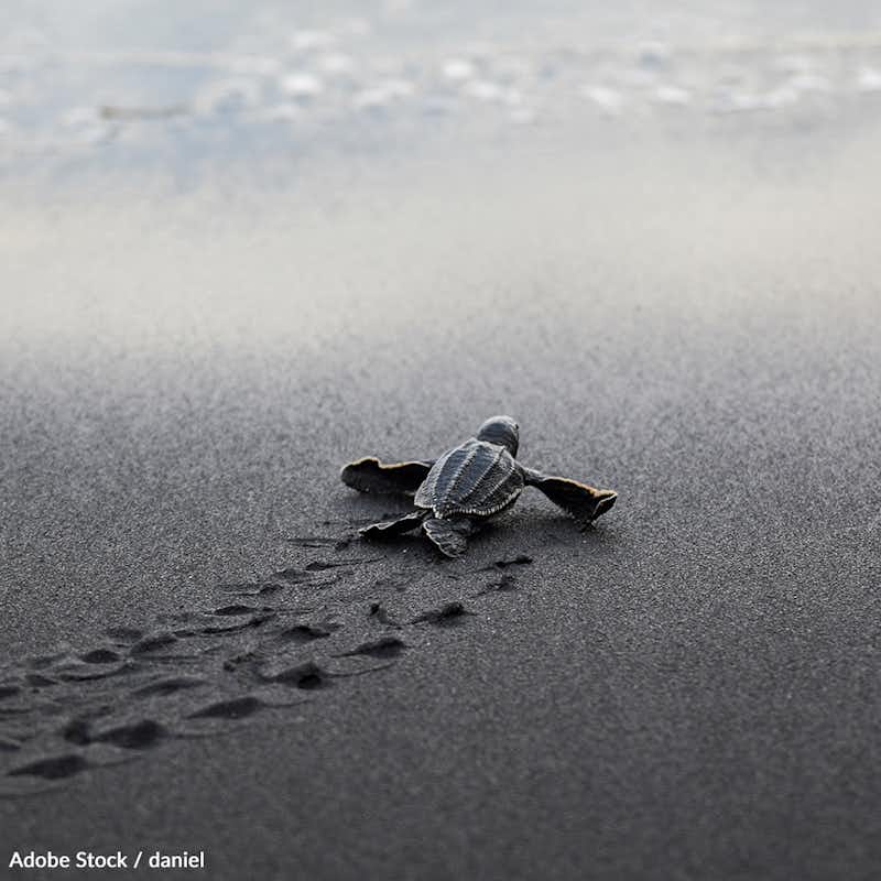 The beautiful and endangered leatherback turtle is facing a range of threats, from habitat destruction to plastic pollution. Help us tale action!