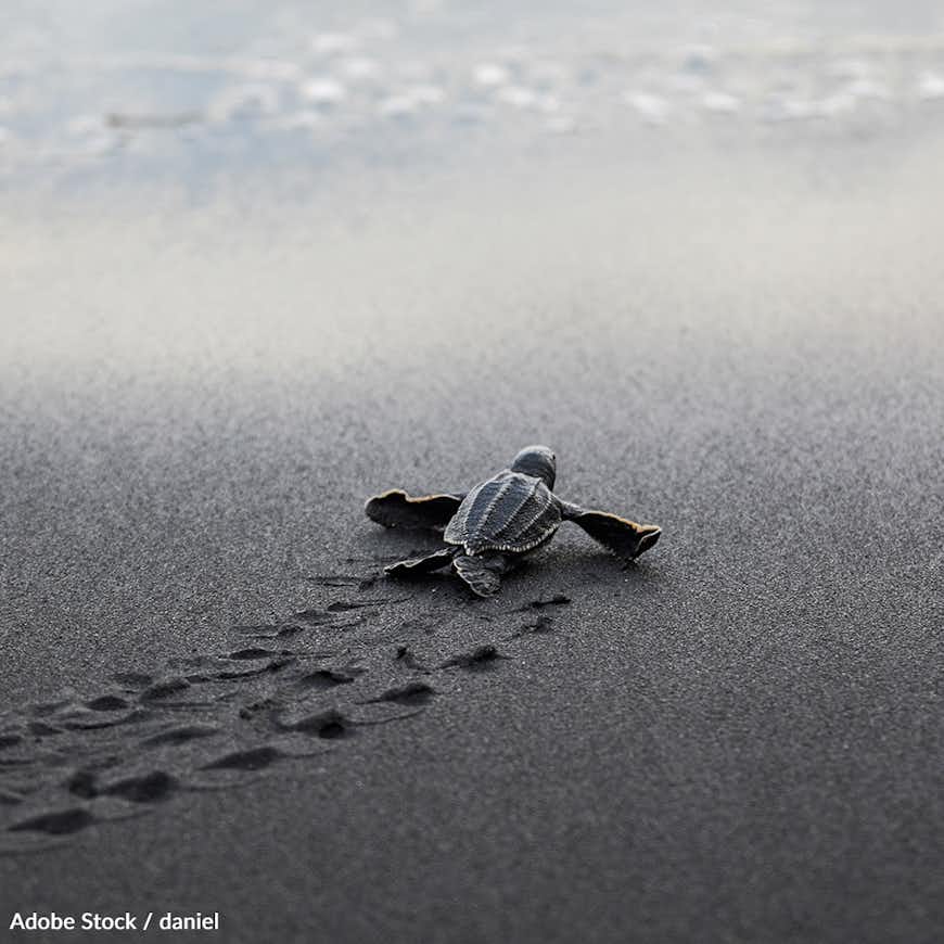 Save the Leatherback: Pledge to Protect these Endangered Turtles