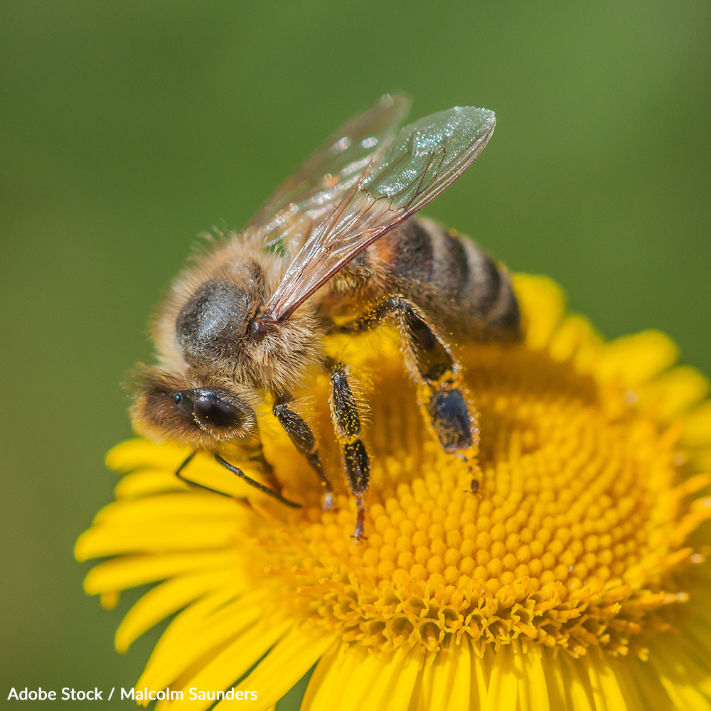 Together, we can create a brighter future for these essential insects and the many plants and crops that rely on them. Take action for our pollinators!