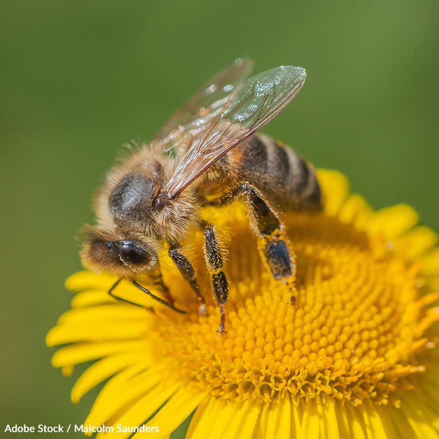 Join the Fight to Protect Honeybees from Devastating Disease and Parasites